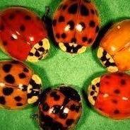 coccinelídeos